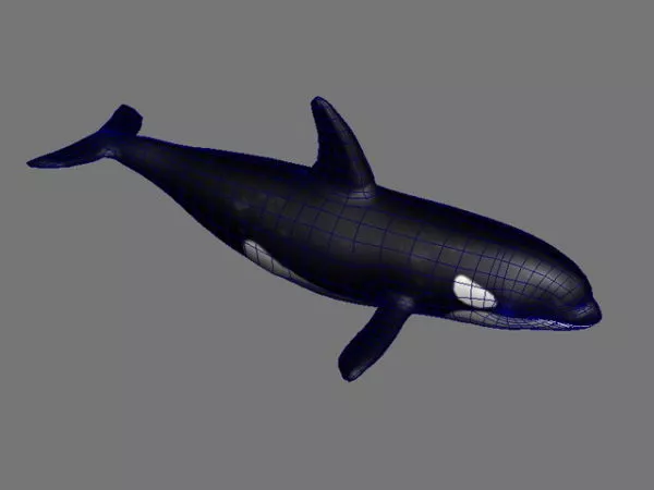 Orca Killer Whale 3d model Orca Killer Whale 3d model
