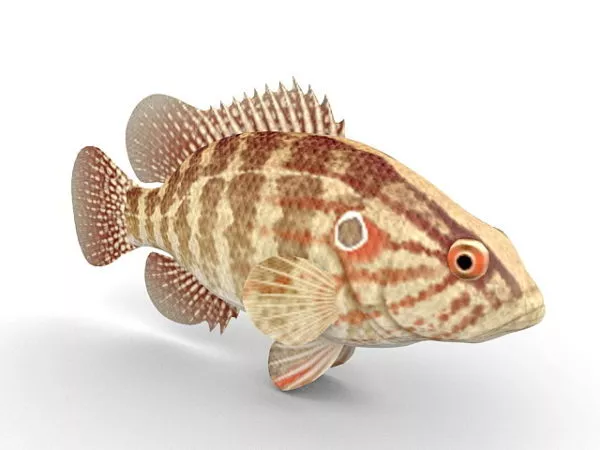 Oriental Perch Fish Animal 3d model Oriental Perch Fish Animal 3d model