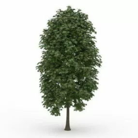 Oriental Plane Tree 3d model