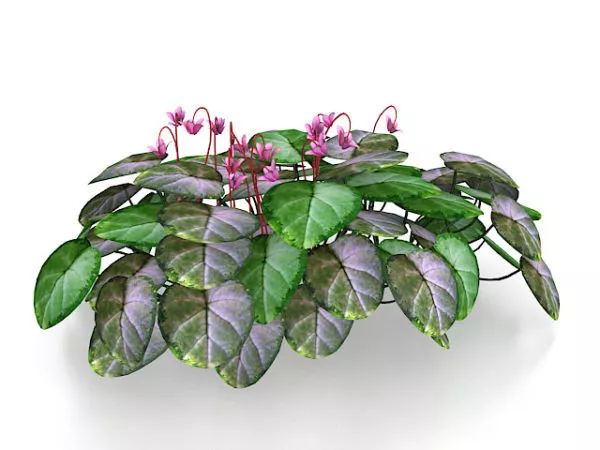 Red Berry Bushes Plant 3d model