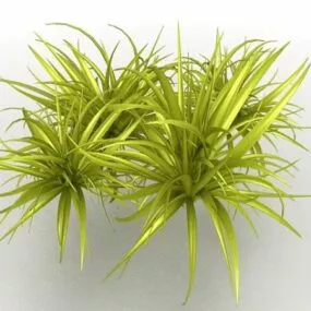 Ornamental Grass Plant 3d model