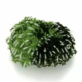 Ornamental Shrub With White Flowers 3d model