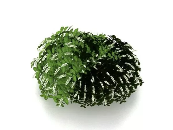 Ornamental Shrub With White Flowers 3d model Ornamental Shrub With White Flowers 3d model