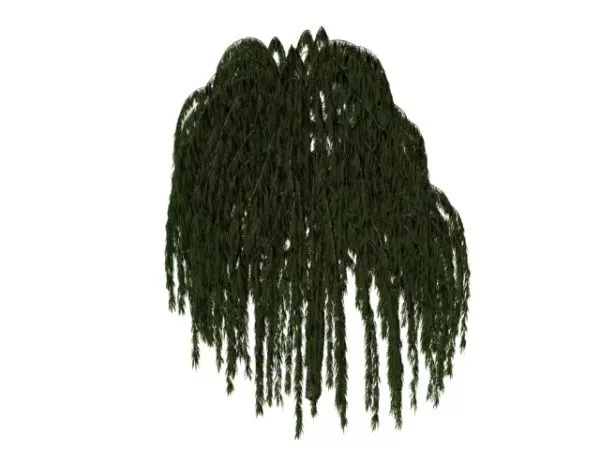 Ornamental Tree Peking Willow 3d model Ornamental Tree Peking Willow 3d model