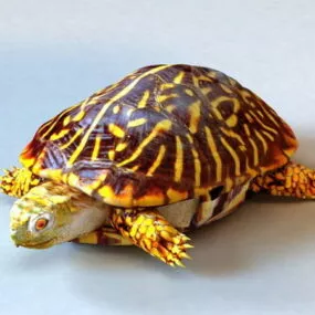 Ornate Box Turtle 3d model