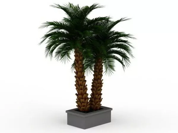 Outdoor Potted Palm Plants 3d model Outdoor Potted Palm Plants 3d model