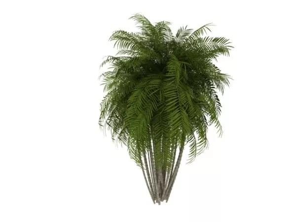 Pacaya Palm Tree 3d model Pacaya Palm Tree 3d model