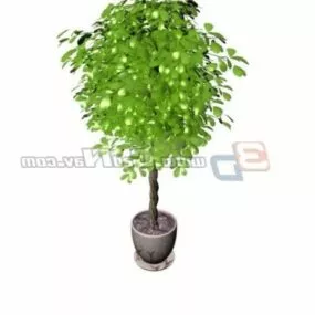Plant Pachira Aquatica Potted 3d model