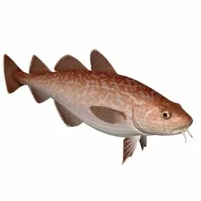 Pacific Cod Fish Animal 3d model
