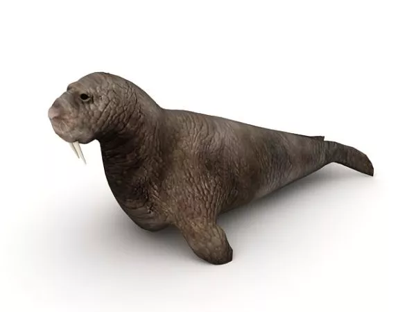 Pacific Walruses Animal 3d model Pacific Walruses Animal 3d model