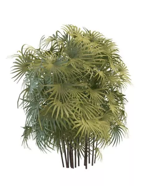 Palm Bamboo Plant 3d model Palm Bamboo Plant 3d model