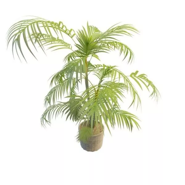 Palm Plant In Pots 3d model Palm Plant In Pots 3d model