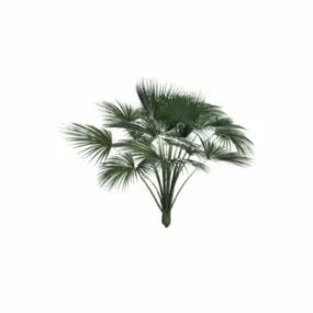 Palm Tree 3d model