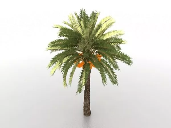 Palm Tree With Coconuts Plant 3d model Palm Tree With Coconuts Plant 3d model