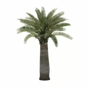 Palmae Phoenix Canariensis 3d model