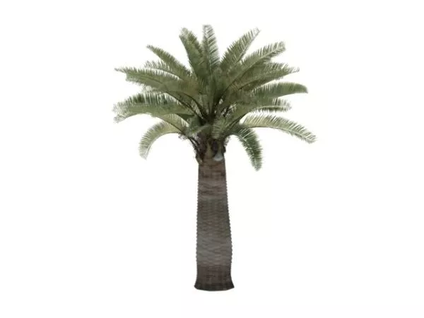 Palmae Phoenix Canariensis 3d model Palmae Phoenix Canariensis 3d model