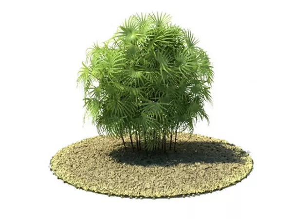 Palmae Rhapis Excelsa 3d model Palmae Rhapis Excelsa 3d model