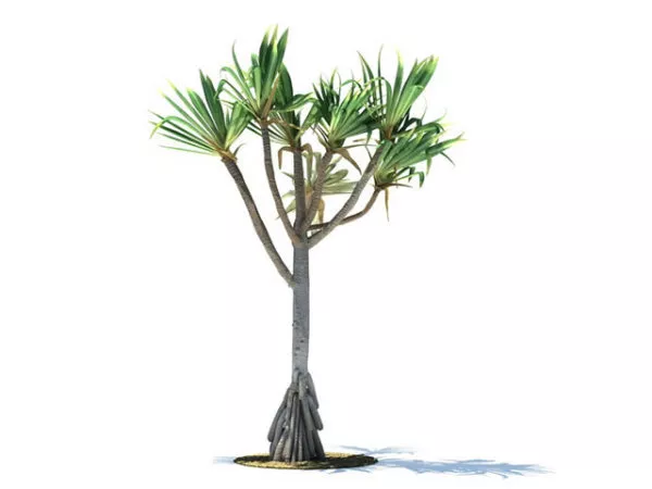 Pandanus Utilis Bory 무료 3d 모델 Max Vray Open3dmodel