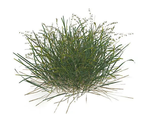 Grass Square Unit 3d model