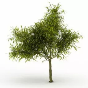 Peach Tree Plant 3d model