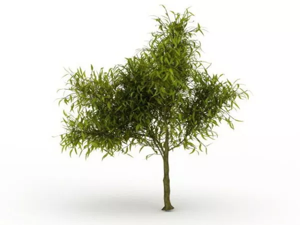 Peach Tree Plant 3d model Peach Tree Plant 3d model
