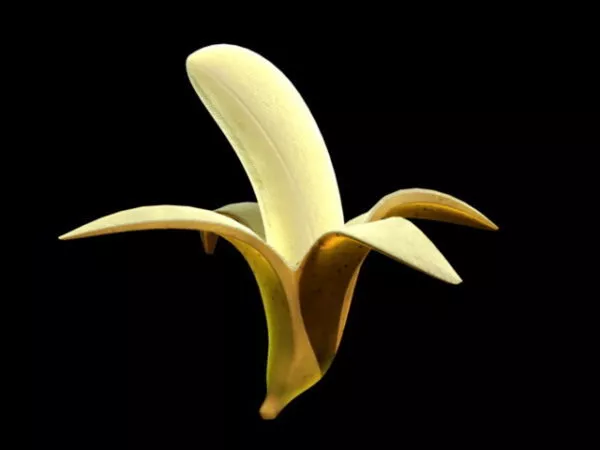 Cavendish Banana 3d model