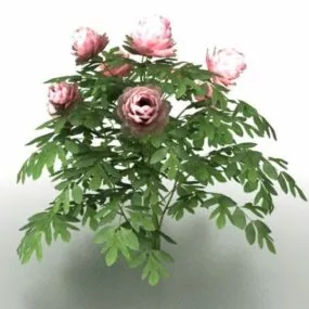 Peony Plants 3d model
