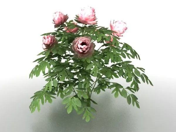 Peony Plants 3d model Peony Plants 3d model