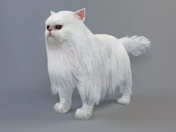Persian Cat 3d model Persian Cat 3d model