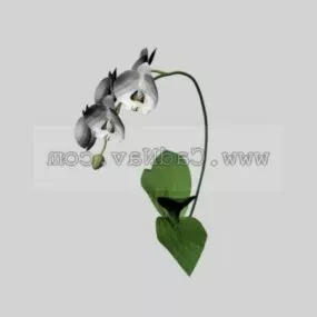 Phalaenopsis Plant 3d model
