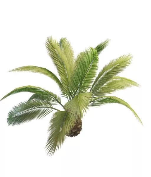 Phoenix Canariensis Palm Tree 3d model Phoenix Canariensis Palm Tree 3d model
