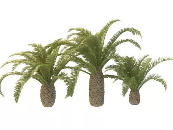 Phoenix Palm Trees 3d model Phoenix Palm Trees 3d model