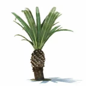 Phoenix_canariensis 3d model