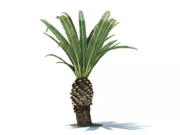 Phoenix_canariensis 3d model Phoenix_canariensis 3d model