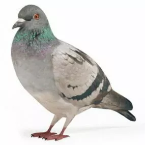 Pigeon Bird Animal 3d model