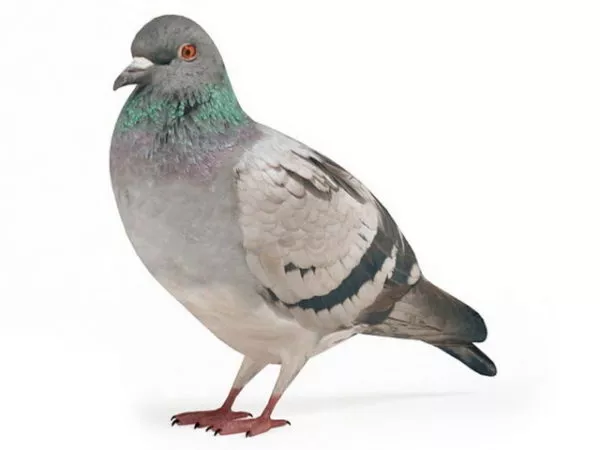 Animated Pigeon With Rigged 3d model