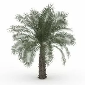 Pindo Palm Tree 3d model
