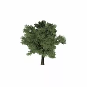 Pine Tree 3d model