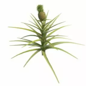 Pineapple Plant 3d model