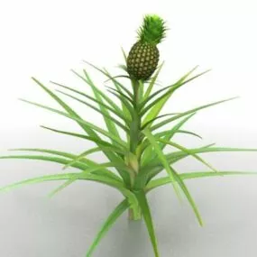 Pineapples Plant 3d model