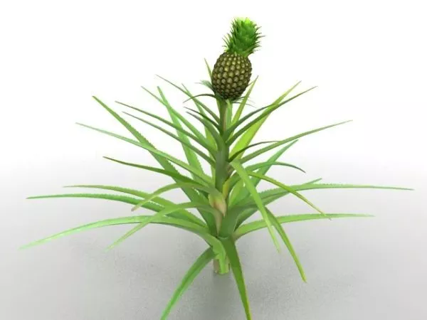 Realistic Pineapple 3d model