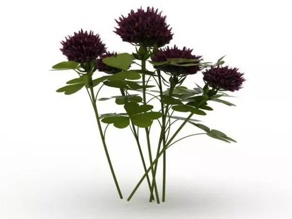 Pink Clover Plant 3d model Pink Clover Plant 3d model