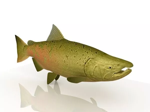 Animal Pink Salmon Fish 3d model Animal Pink Salmon Fish 3d model