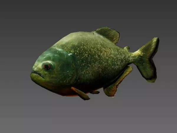 Piranha Fish Animated Rig 3d model Piranha Fish Animated Rig 3d model