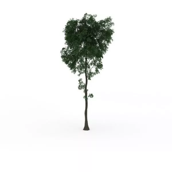 Pistachio Tree 3d model Pistachio Tree 3d model