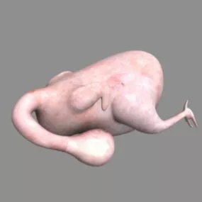 Plucked Chicken 3d model