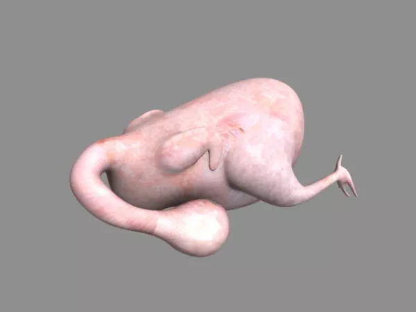Plucked Chicken 3d model Plucked Chicken 3d model