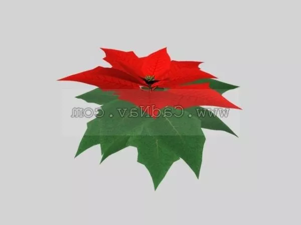 Poinsettia Plant 3d model Poinsettia Plant 3d model