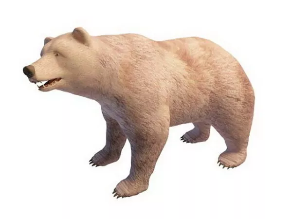 Realistic Panda Bear 3d model