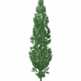 Populus Tremula Tree 3d model